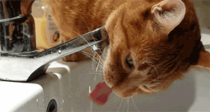 chat-termine-eau-robinet