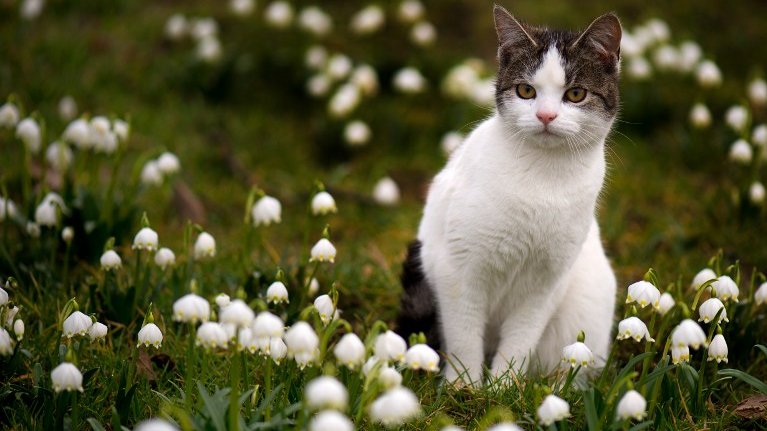 1er Mai Attention Au Muguet Tres Toxique Pour Nos Animaux O P Tits Felins Garde Chats Annecy