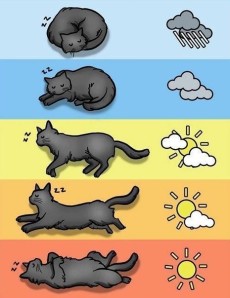 chat-meteo